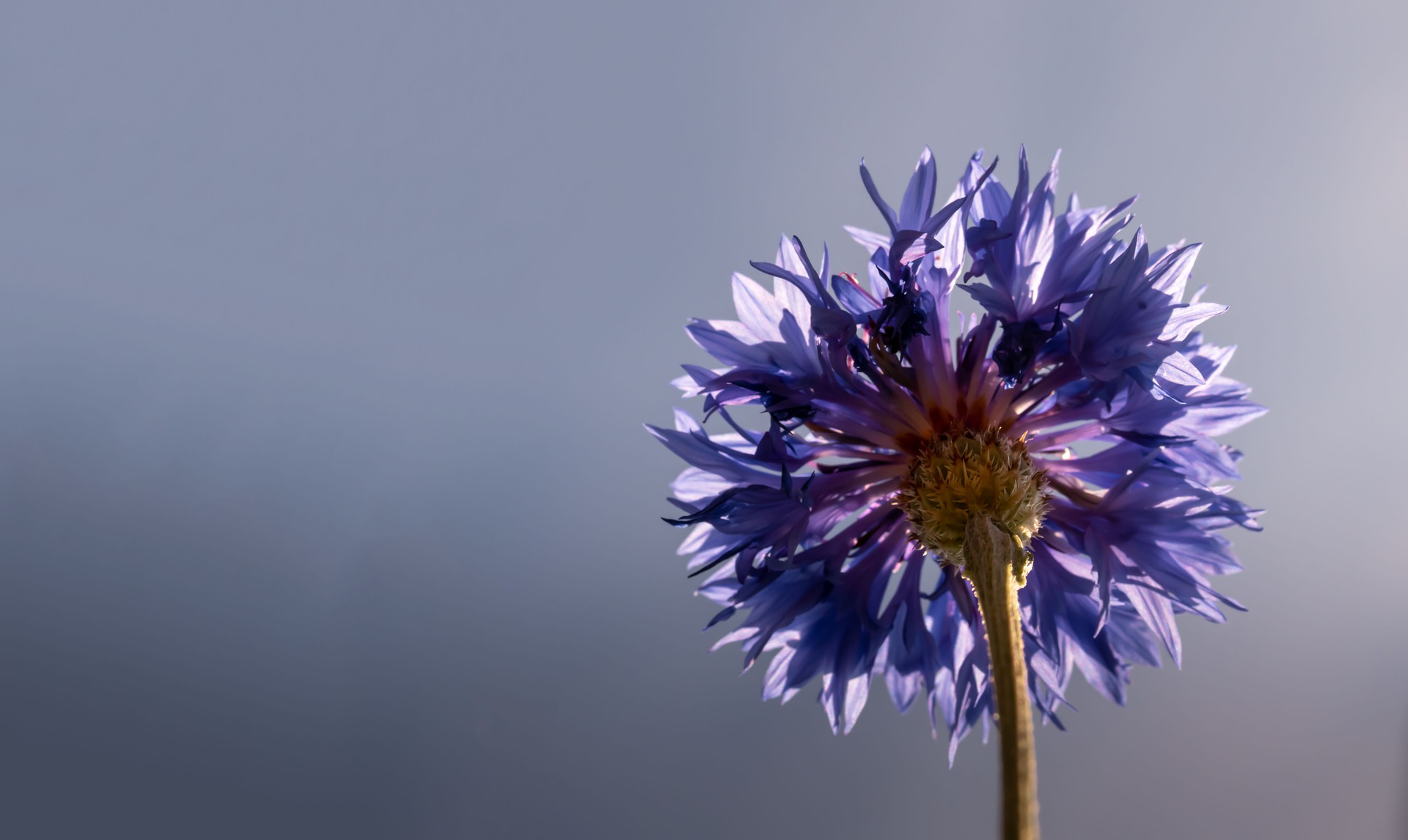 cornflower-5405282_1920